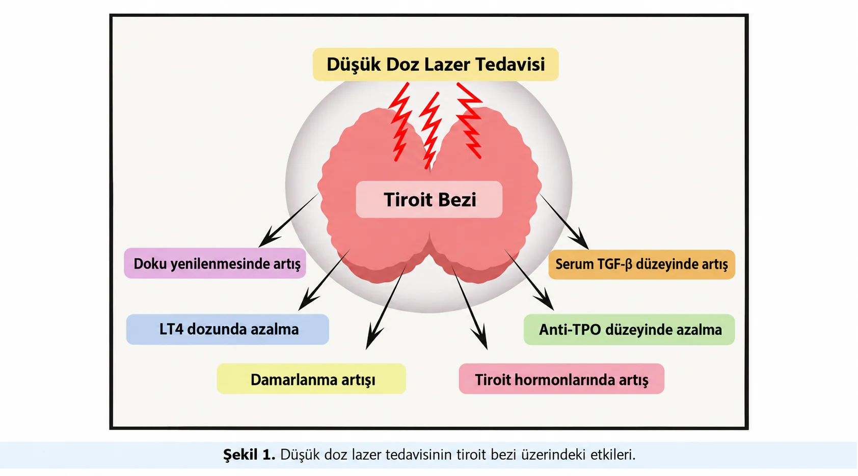 Düşük doz lazer tedavisinin tiroit bezi üzerindeki etkileri: doku yenilenmesinde artış, LT4 dozunda azalma, damarlanma artışı, tiroit hormonlarında artış, anti-TPO düzeyinde azalma, serum TGF-β düzeyinde artış – şematik gösterim